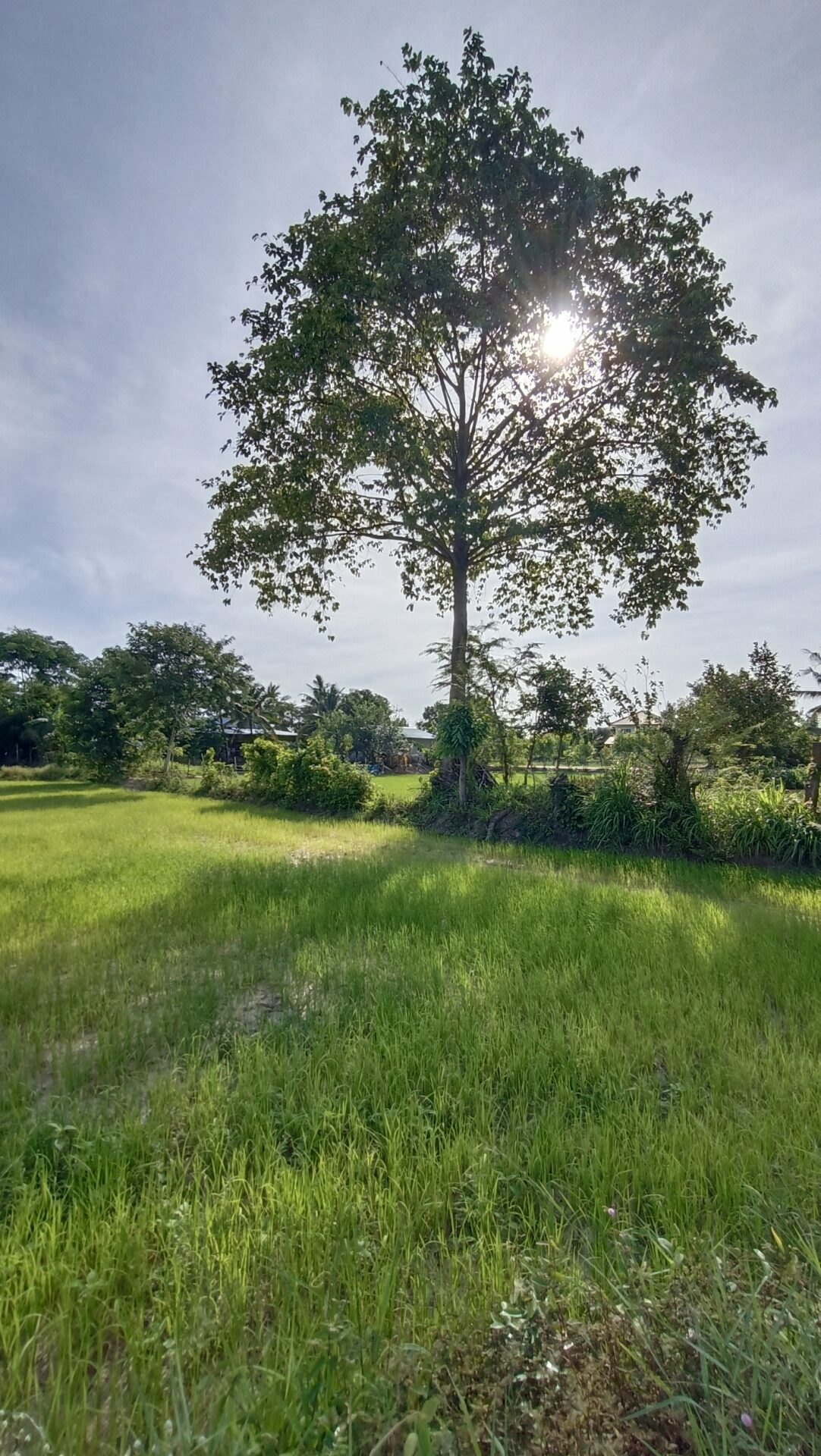 Les arbres perçoivent une quantité impressionnante d'informations.