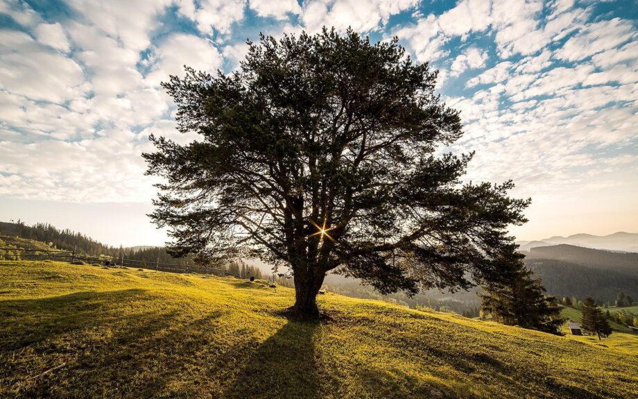 Lorsqu'on contemple un arbre, on comprend qu'il est bien davantage qu'un assemblage de cellules