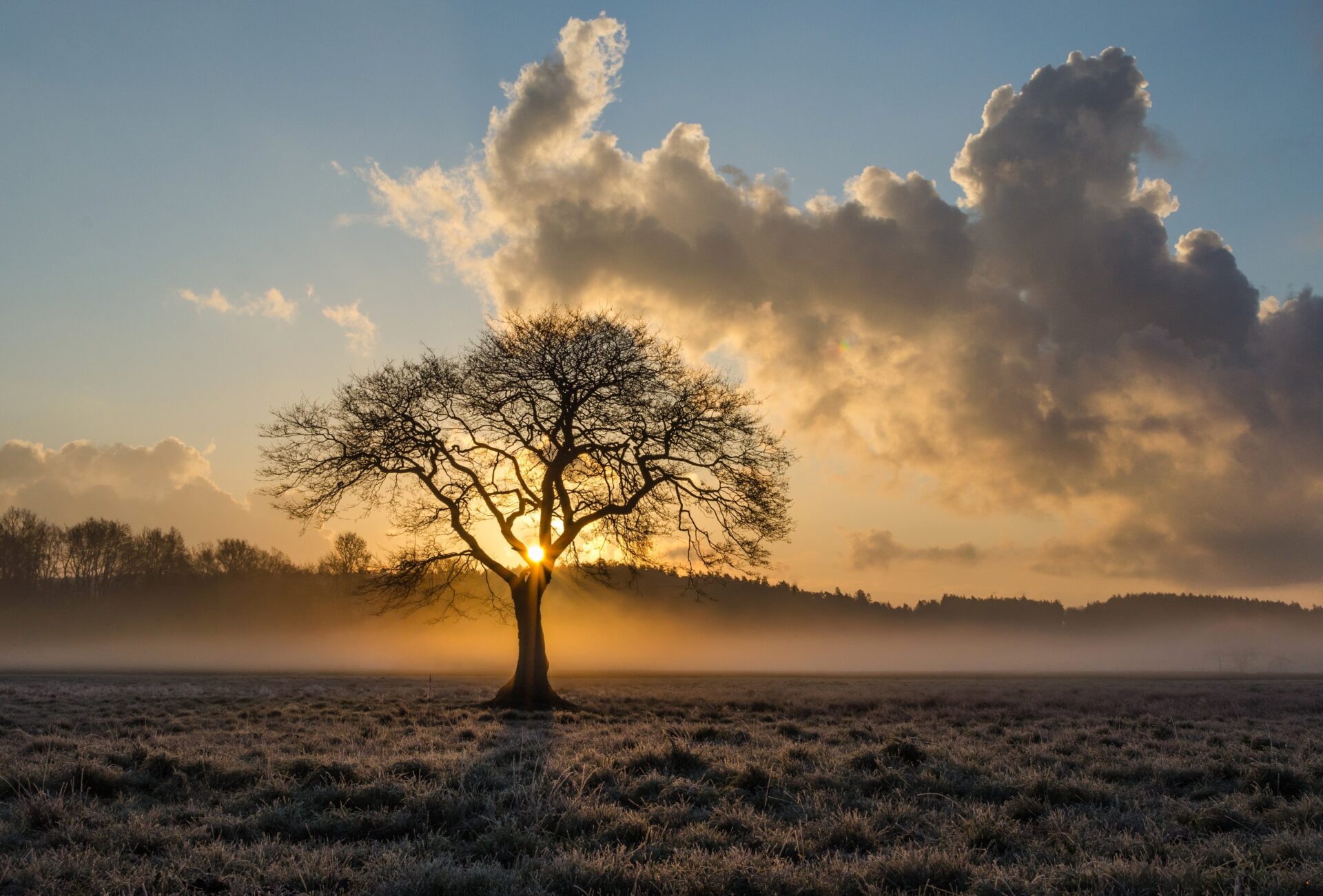 Les arbres comme enseignants